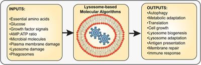 The Lysosome Signaling Platform: Adapting With the Times